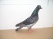 SS852301 rezervná holubica