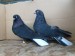 čierne bielochvosté orlíky